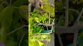 #white jamun (white java plum) Plant, #fruit plant, #sweet fruit, #gardening , #rooftop garden