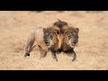 10 Most Incredible Two Headed Animals Ever Reported || دنیا میں موجود دو سروں والے عجیب و غریب جانور