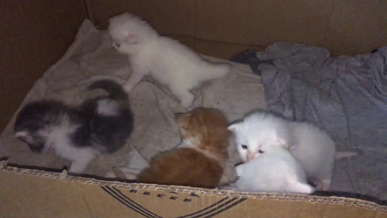 Lima Anak kucing yang Lucu dan aktip 
