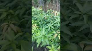 Himsagar Mango Plant 9810865528