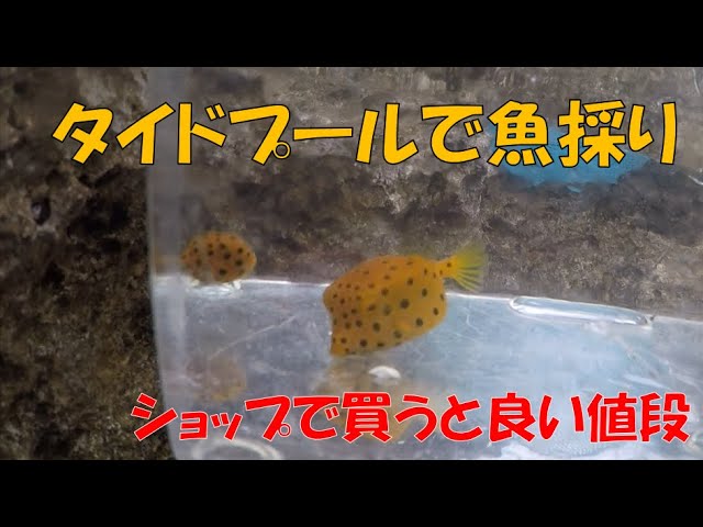 ミナミハコフグ 幼魚 水中映像 かわいい Yellow Boxfish 大人気 アイドル Youtube