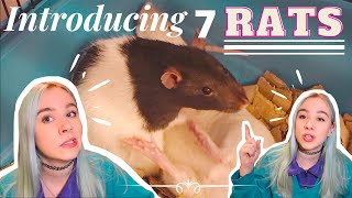 🐭INTRODUCING 7 OF MY RATS TOGETHER🐭