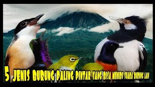 5 JENIS BURUNG PINTAR YANG BISA MENIRUKAN SUARA BURUNG LAIN DAN TIDAK MONOTON