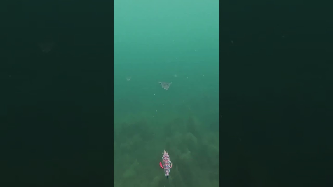 Squid attacks !