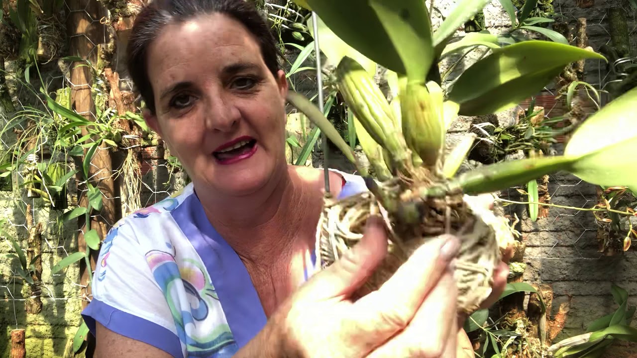 Plantando na pedra brita