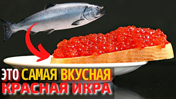 Топ 10 Самых Вкусных Видов Икры | Самая Вкусная Красная Икра | Как Выбрать Красную Икру