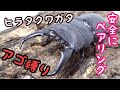 アゴ縛り ヒラタクワガタを安全にペアリングさせる方法【クワガタ飼育】Dorcus titanus pilifer