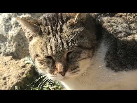 藤が浜地域猫君子2026 3 2a