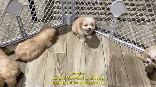 Cavachon Puppies For Sale