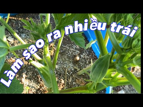 Video Cách trồng đậu bắp cho tốt và ra nhiều trái và sử dụng... - youtube
