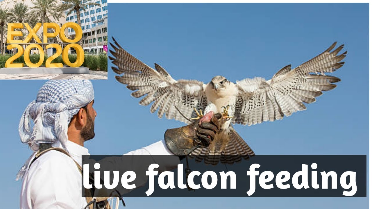 Falcon hunting training | falcon live feeding | Expo2020 Dubai ...