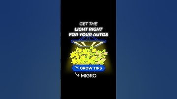 Autoflower Lighting Requirements - PPFD & DLI