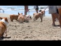 Youtube Thumbnail 4/20/13 Corgi Beach Meet