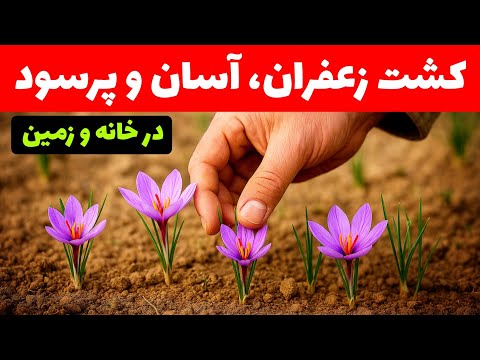 آموزش کامل کشت زعفران از صفر تا صد روش عملی برای شروع زعفران کاری در خانه و مزرعه
