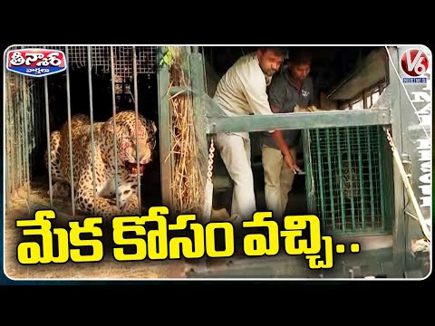 Forest Officers Finally Caught Cheetah At Shamshabad Airport | V6 Teenmaar - V6NEWSTELUGU