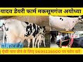 Yadav dairy farm the first checkerboard hf cross breed cow