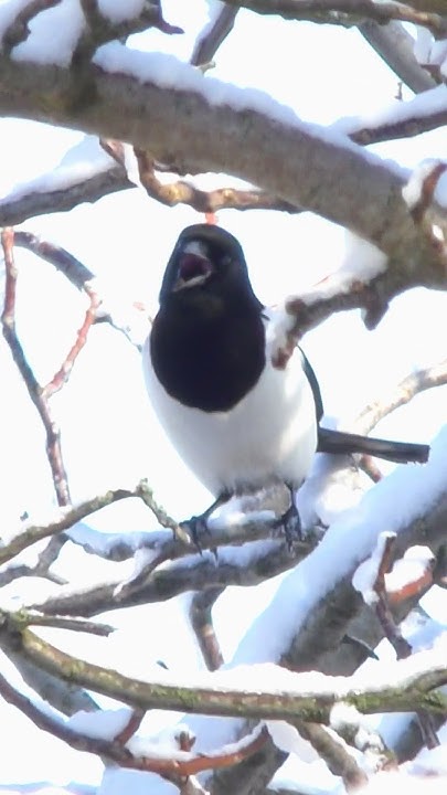 Сорока обыкновенная, голос. Eurasian Magpie, song. #birds #птицы # ...