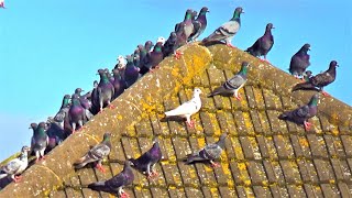 Wild Pigeon Town Meeting Disturbed by Buzzard / Hawk Intruder 4K