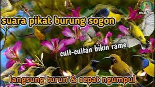 suara pikat burung Sogon ampuh cepat ngumpul ‼️