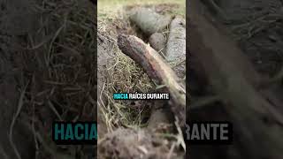 Con troncos podridos enterrados un granjero austriaco cultivó limones en nieve alpina sin riego