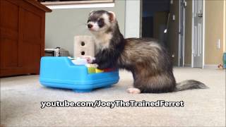 Joey the Ferret Learning Piano