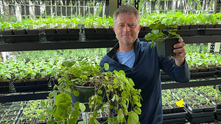 Swedish Ivy - Propagate From Cuttings