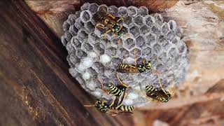 There are safer and more effective ways to kill wasps than method used in viral gasoline TikTok tren