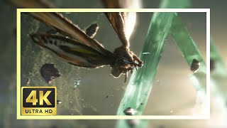 Mothra 2024 Scene Pack Godzilla X Kong The New Empire 4K Clips