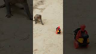 Wild monkey funny moment #monkeyworld #monkeyfun #mokeymoment #cute #animals