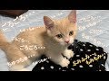 ごろごろが止まらない甘えん坊子猫が可愛すぎる...