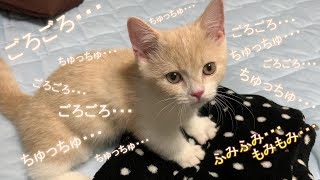 ごろごろが止まらない甘えん坊子猫が可愛すぎる...