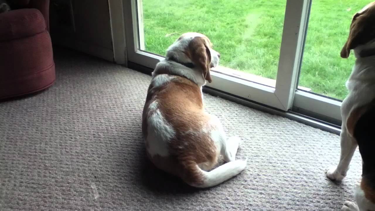 i hate beagles