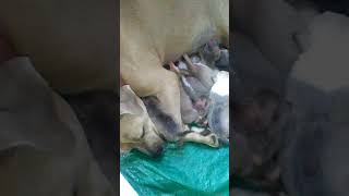 Storm And Her 6 Females And 3 Males... Princeroyalkennels