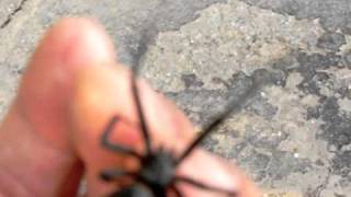 Holding a black widow