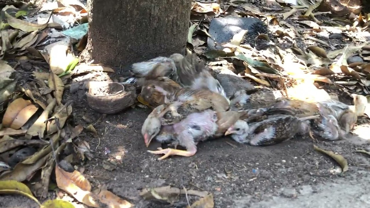 Gà thái - đặc điểm và phương hướng lai tạo theo xu thế