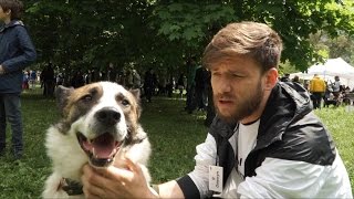 Выставка собак из приютов #всемпособаке. Часть 1. Выставка собак из приютов #всемпособаке. Часть 1.