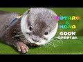 【40万人記念】カワウソコタロー 赤ちゃん時代スペシャル　Otter Kotaro Precious Moments of Babyhood