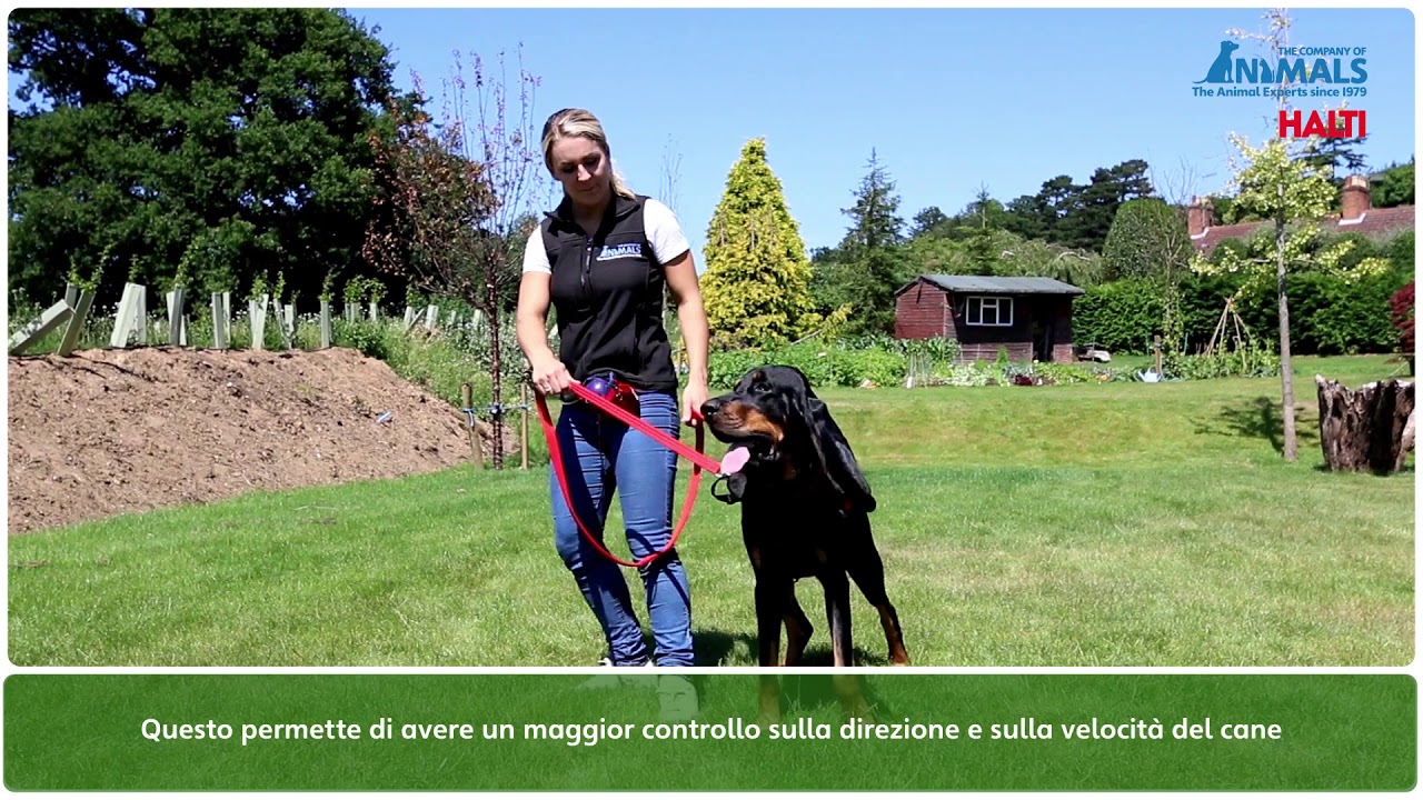 Come Somministrare le Gocce Oculari al Cane - wikiHow