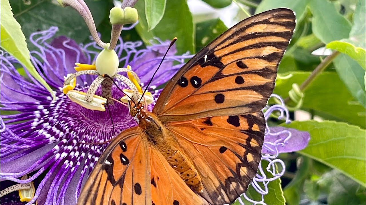 How to attract the Gulf Fritillary and Zebra Longwing butterflies YouTube