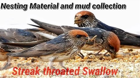 2 #Streak-throated swallow #Indian_cliff_swallow#Nesting material collection #Colonial Mudcollection