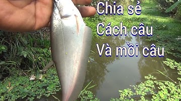chia sẻ cách câu cá thác lác của GÒ CÔNG TV/fishing