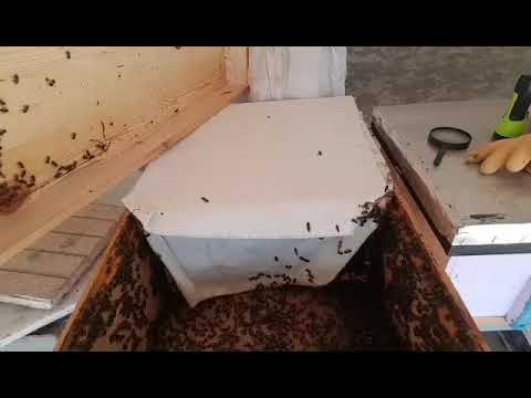 نظام ابو سلمان في المغرب خلية التقرير محمد وضيف