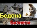 Бедона бизнеси