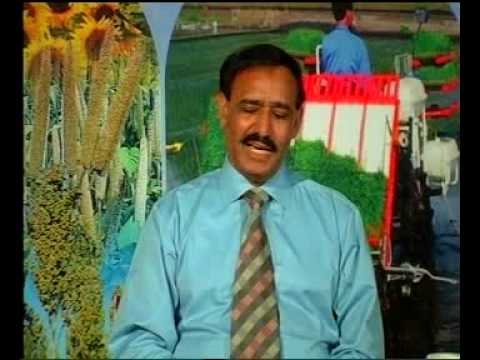 Bio fertilizer (Biozote ) ka istemal mung ki daal mein Pakistan Dr ...
