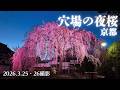 【京都桜速報2026】夜桜ライトアップ｜しだれ桜満開の穴場、本満寺｜昼と夜のしだれ桜（3/25・26撮影）
