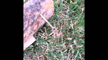 How to Build Muskrat Float Trap Sets