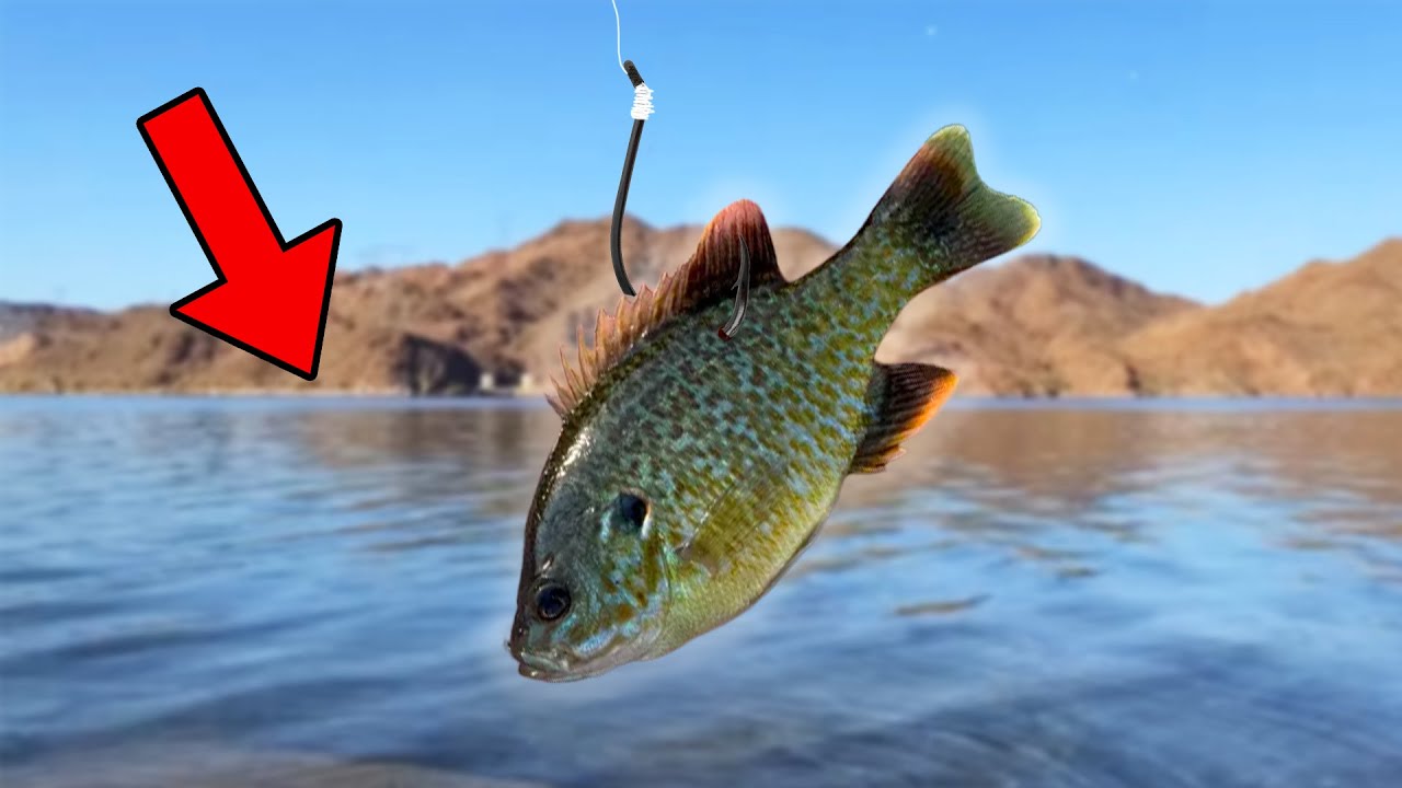 This Lake Is Home To A WORLD RECORD Fish (Insane)