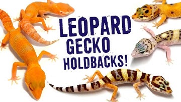INSANE LEOPARD GECKO MORPHS! Our Holdbacks :)