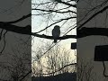 A Hungry Owl Visits At Dusk…#nature #owl #birds