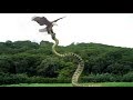 Best Eagle attack snakes ☆ Amazing animal 2018! Eagle Catch Snake From Water